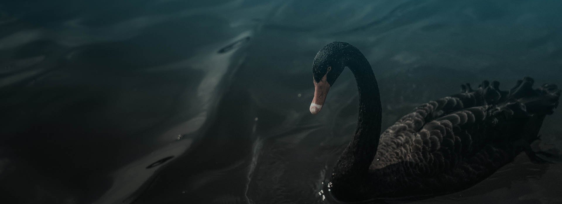 THE PUREST MOST DISRUPTIVE BLACK SWAN EVENT-1920x700